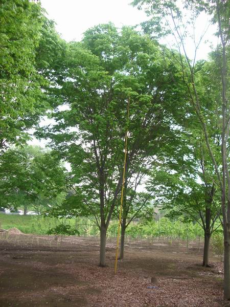 立川ケヤキ写真２