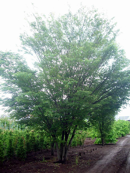 立川ケヤキ写真３